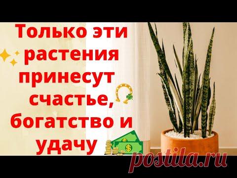 ОБЯЗАТЕЛЬНО ПОСТАВЬТЕ ЭТИ ЦВЕТЫ В ДОМЕ! Растения, которые приносят удачу, счастье и богатство! - YouTube Просматривайте этот и другие пины на доске Дом пользователя Мария.
Теги
НЕ ЗАБЫВАЙТЕ О СОЗИДАНИИ, ДРУЗЬЯ!
Притчи, которые стоит прочесть для духовного роста души.
1. Если ты ненавидишь — значит тебя победили.
2. Не будь побежден злом, но побеждай зло добром.
3. Кто участвует в чужой войне, тот без войны не останется.
4. Никто не может служить двум господам: ибо или одного будет ненавидеть, …