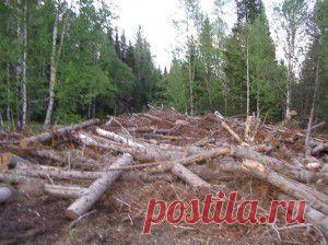 Амурская область - лес - вырубки кедра - Кто в тайге хозяин? - ПРИРОДА ВЕЛИКИЙ ГЕНИЙ!