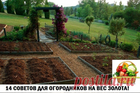 Мы хотим поделиться с вами некоторыми хитростями, которые сделают вашу работу на участке более продуктивной.

1. Поврежденную кору можно залечить, обвязав ствол полиэтиленовой пленкой. Главное ее достоинство в том, что она хорошо пропускает солнечный свет и тепло и тем самым создает благоприятные условия для заживления ран. С помощью пленки можно спасать даже изгрызенные зимой зайцами и мышами и, казалось бы, обреченные на гибель деревья.

2. Хорошим пугалом для птиц могут...