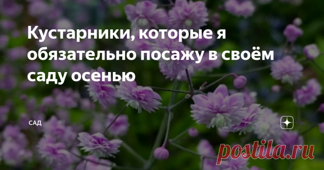 Кустарники, которые я обязательно посажу в своём саду осенью Василистник, выглядит этот обитатель сада воздушно и легко, украшая своим очаровательным внешним видом. С начала июня на побегах раскрываются жёлтые, розовые, белые и светло-фиолетовые рыхлые соцветия. В зависимости от сорта кусты в высоту могут достигать от 25 до 2 метров.

Молодые кустики нужно укрывать на зиму, а взрослое растение выдерживает до 30 градусов мороза. Не любит застоя влаги в почве. Предпочитает х...