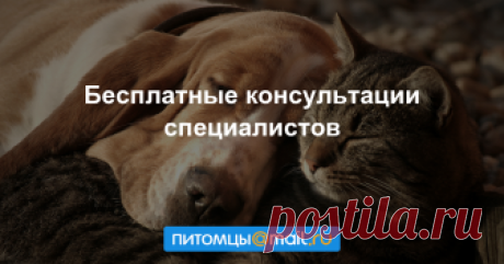 Консультация ветеринара и кинолога, собаки и кошки