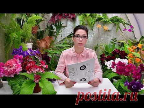 Как научиться поливать комнатные растения