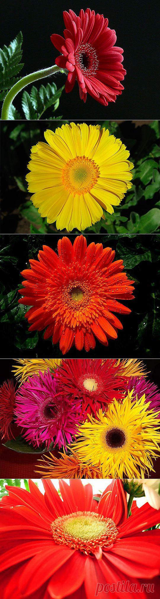 Цветы хризантемы, герберы (61 фото) картинки, видео