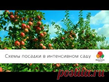 Привои и подвои для яблони: технология и отзывы от профессионалов