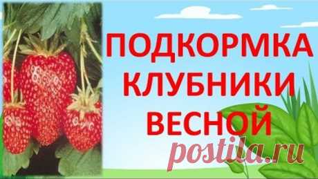 ПОДКОРМКА КЛУБНИКИ ВЕСНОЙ ДЛЯ БОЛЬШОГО УРОЖАЯ🍓🍓🍓