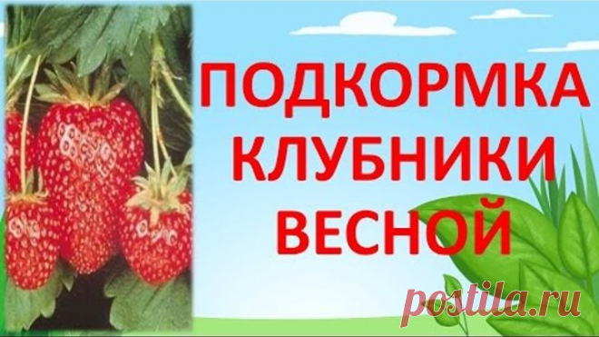 ПОДКОРМКА КЛУБНИКИ ВЕСНОЙ ДЛЯ БОЛЬШОГО УРОЖАЯ🍓🍓🍓
