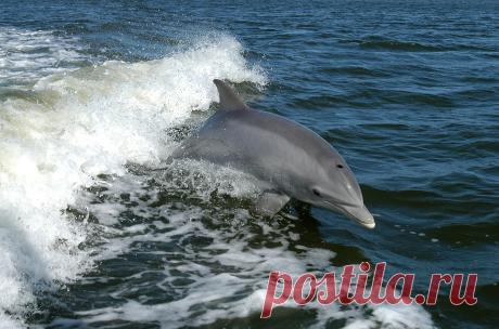 Bottlenose_Dolphin_KSC04pd0178.jpg (2587×1709)