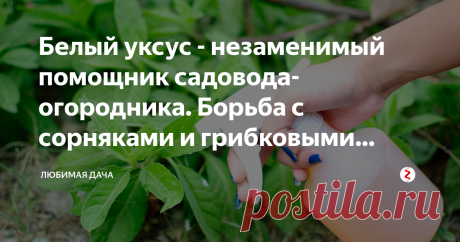 Белый уксус - незаменимый помощник садовода-огородника. Борьба с сорняками и грибковыми заболеваниями Белый уксус есть у каждой хозяйки дома, но как его можно использовать с пользой для сада и огорода? Об этом мы сегодня и поговорим, несколько хороших советов которые подойдут для каждого садовода-огородника!
Белый уксус - это естественный гербицид. Он борется с сорняками, практически все которые были на моем дачном участке сорняки не устояли перед натиском этого волшебного...
