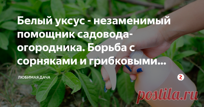 Белый уксус - незаменимый помощник садовода-огородника. Борьба с сорняками и грибковыми заболеваниями Белый уксус есть у каждой хозяйки дома, но как его можно использовать с пользой для сада и огорода? Об этом мы сегодня и поговорим, несколько хороших советов которые подойдут для каждого садовода-огородника!
Белый уксус - это естественный гербицид. Он борется с сорняками, практически все которые были на моем дачном участке сорняки не устояли перед натиском этого волшебного...