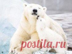 Кот Наполеон и его удивительные приключения / Surfingbird знает всё, что ты любишь