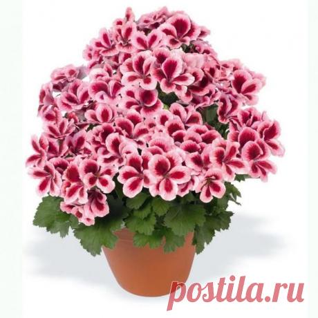 Как вырастить шикарную герань