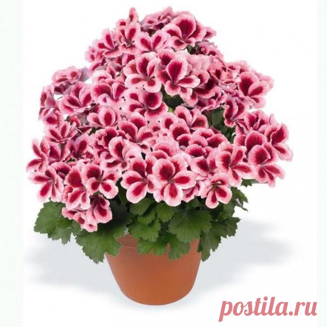 Как вырастить шикарную герань