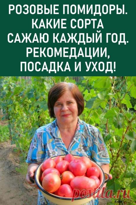 Розовые помидоры. Какие сорта сажаю каждый год. Рекомендации, посадка и уход! Каждый год сажаю много кустов помидор. Сажаю разные сорта, дочь любит красные, кислые для нее сажаю сорт Де Барао.

А я очень люблю розовые помидоры. Среди фавориов у меня сорт... #дача #огород #помидоры #розовыепомидоры #сортапомидор