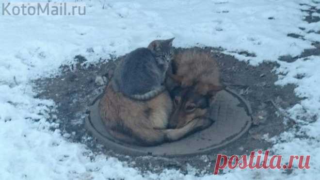 Так и перезимуем...