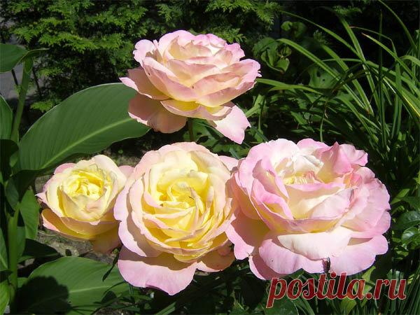 Чем подкормить розы весной для пышного цветения на даче. Лучший рецепт моей бабушки! | Цветы в квартире и на даче – от Радзевской Виктории | Яндекс Дзен