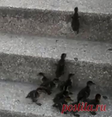 Невероятное упорство маленьких утят (видео) | Дай лапку