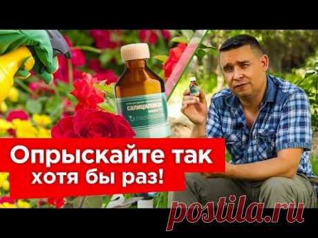 АПТЕЧНОЕ СРЕДСТВО ОТ ВСЕХ БОЛЕЗНЕЙ В САДУ И ОГОРОДЕ! Копеечный пузырек поднимет иммунитет растений