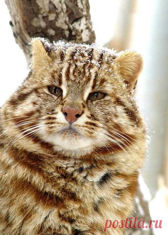 Amur Forest Cat Pics In Their Chonky Majestic Glory - I Can Has Cheezburger?