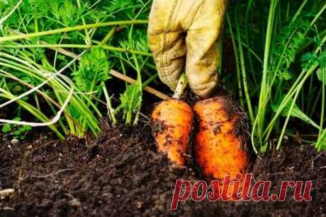 Метод выращивания моркови. Урожай всегда радует | Моя любимая усадьба Пульс Mail.ru