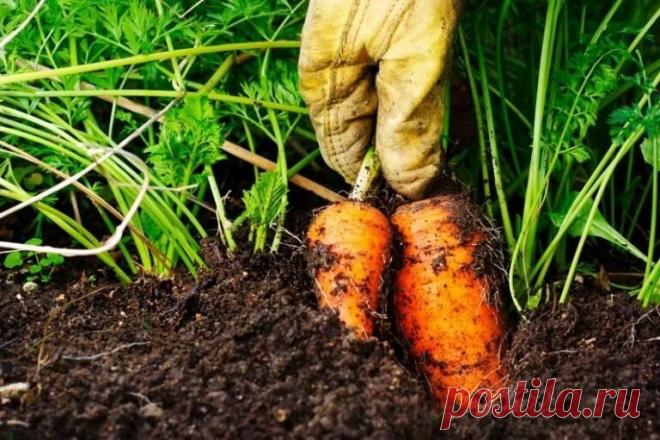 Метод выращивания моркови. Урожай всегда радует | Моя любимая усадьба Пульс Mail.ru