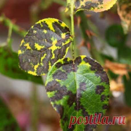 КАК БОРОТЬСЯ С ЧЕРНОЙ ПЯТНИСТОСТЬЮ РОЗ? .