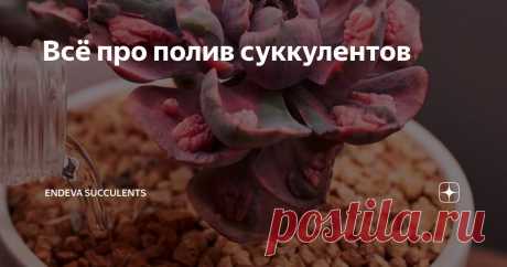 Всё про полив суккулентов Статья автора «Endeva Succulents» в Дзене ✍: Многие люди, которые впервые покупают суккуленты, не знают о том, как правильно их нужно поливать.