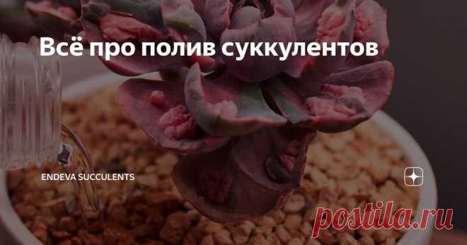 Всё про полив суккулентов Статья автора «Endeva Succulents» в Дзене ✍: Многие люди, которые впервые покупают суккуленты, не знают о том, как правильно их нужно поливать.
