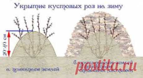 Как подготовить розы к зиме