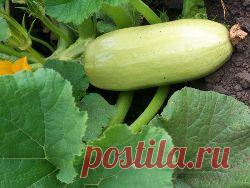 Выращивание кабачков: сорта, посадка и уход, семена, убор урожая