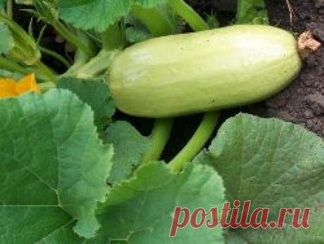 Выращивание кабачков: сорта, посадка и уход, семена, убор урожая