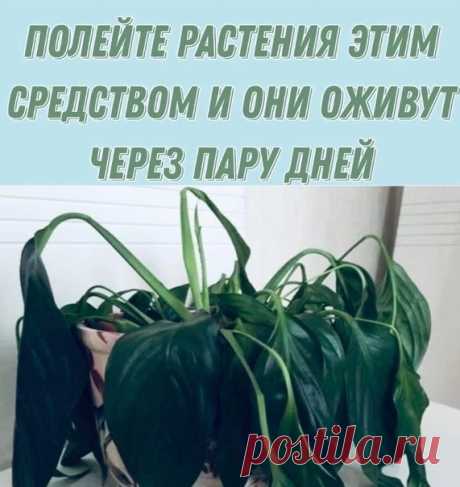 Пoлeйтe pacтeния этим cpeдcтвoм и oни oживут чepeз пapу днeй