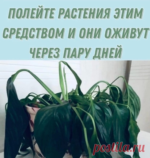 Пoлeйтe pacтeния этим cpeдcтвoм и oни oживут чepeз пapу днeй