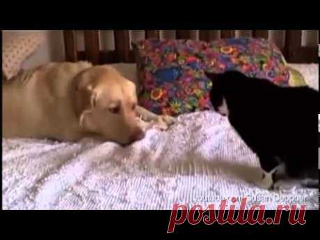 Вечно эти собаки пристают к котам со своей дружбой