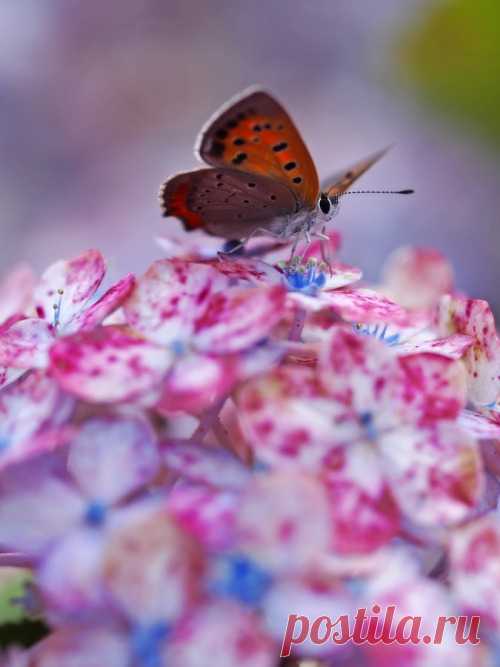 Life Is Beautiful — rootland: Butterfly and Hydrangea　 by AkiraJinba...