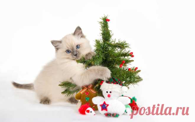 новогодние котята Funny cat by dra 87