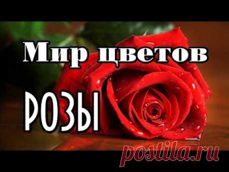 НЕЗАБЫВАЕМЫЙ МИР ЦВЕТОВ. КРАСИВЫЕ РОЗЫ! И ПРАВДА - КРАСОТА! - YouTube