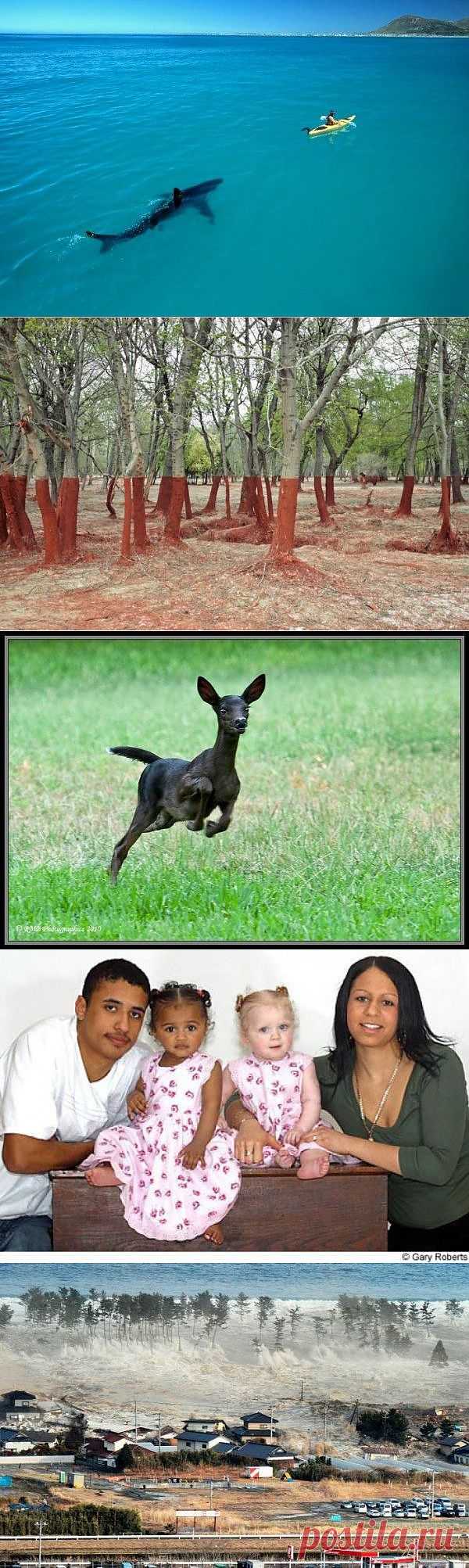 Фотографии, которые взорвали интернет / Всё самое лучшее из интернета