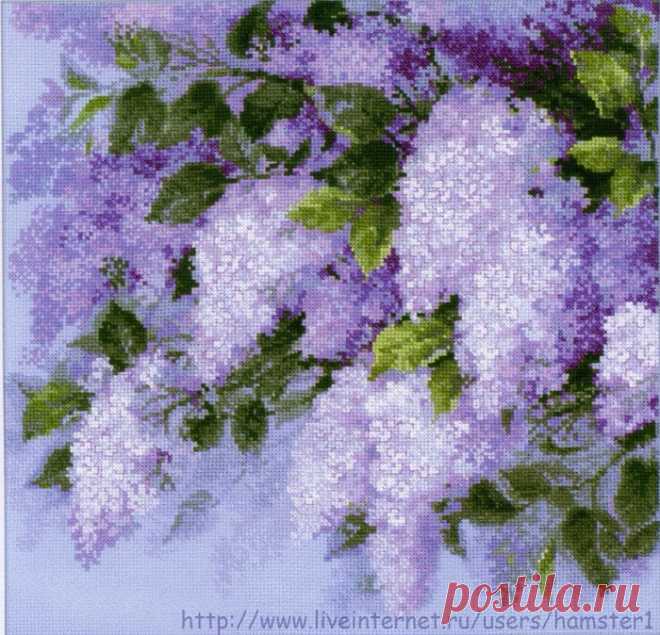сирень на голубом