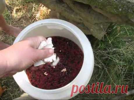 DIY - Beerenwein selber machen - Johannisbeerwein selbst herstellen - Naturrezepte #2