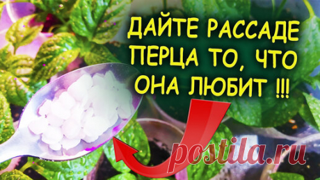 От этой подкормки рассада перца растет сильная и не вытягивается. Чем подкормит рассаду перца. Как выращивать рассаду перца дома | Роман Буров TV | Дзен