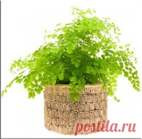 Адиантум (Adiantum). Описание, виды и уход за адиантумом | Флористика на &quot;Добро ЕСТЬ!&quot;