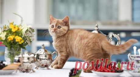 Как отучить кошек и котов лазить по столам | прыгать и ходить по столу Почему коты любят ходить по столам, простые советы владельцам как отучить кошку от вредной привычки