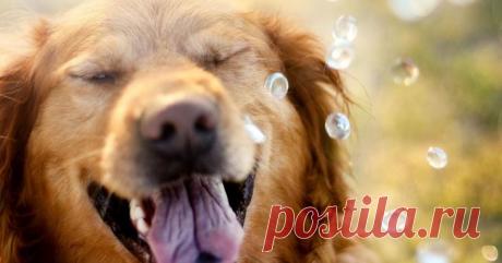 Каким знакам восточного гороскопа повезет в 2018 году