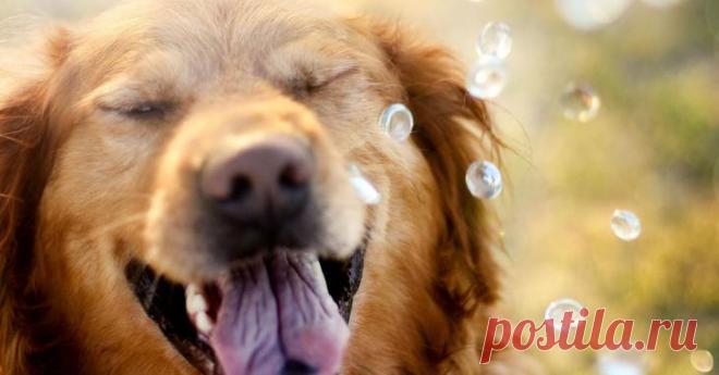 Каким знакам восточного гороскопа повезет в 2018 году