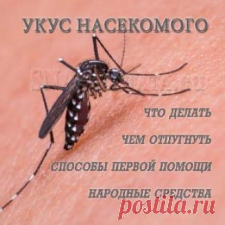 Укус насекомого: что делать, способы первой помощи, в каких случаях следует обратиться за медицинской помощью, чем отпугнуть кровопийц, народные средства против укусов […]