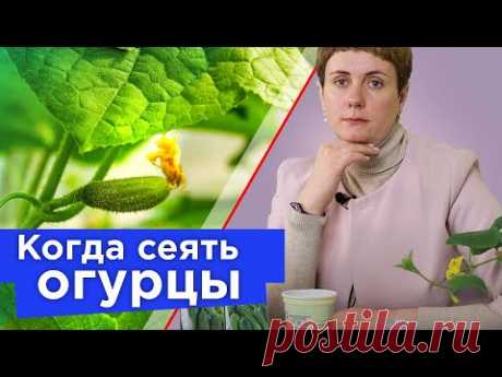 УЗНАЙТЕ ТОЧНЫЙ СРОК ПОСЕВА ОГУРЦОВ НА РАССАДУ! Хитрости посадки огурцов для раннего обильного урожая