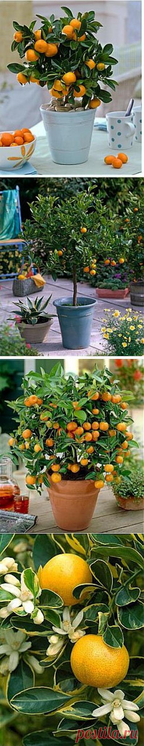 Каламондин, или цитрофортунелла - уход и размножение в домашних условиях | GreenHome