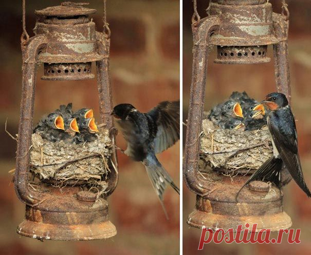 Птичьи гнёзда в самых неожиданных местах