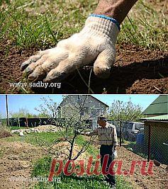 Бесплатные уроки - Ландшафтный дизайн своими руками - идеи для дизайна сада