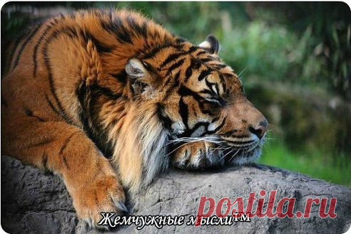 Молчанье-щит от многих бед,а болтовня всегда во вред.Язык у человека мал,но сколько жизней он сломал.